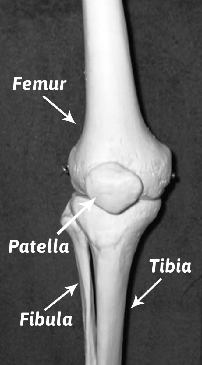 Basic Anatomy Care Manuals Northern Orthotics & Prosthetics Michigan